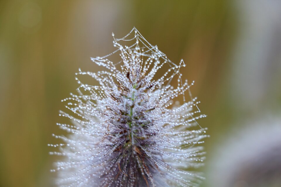 Outdoors flora growth