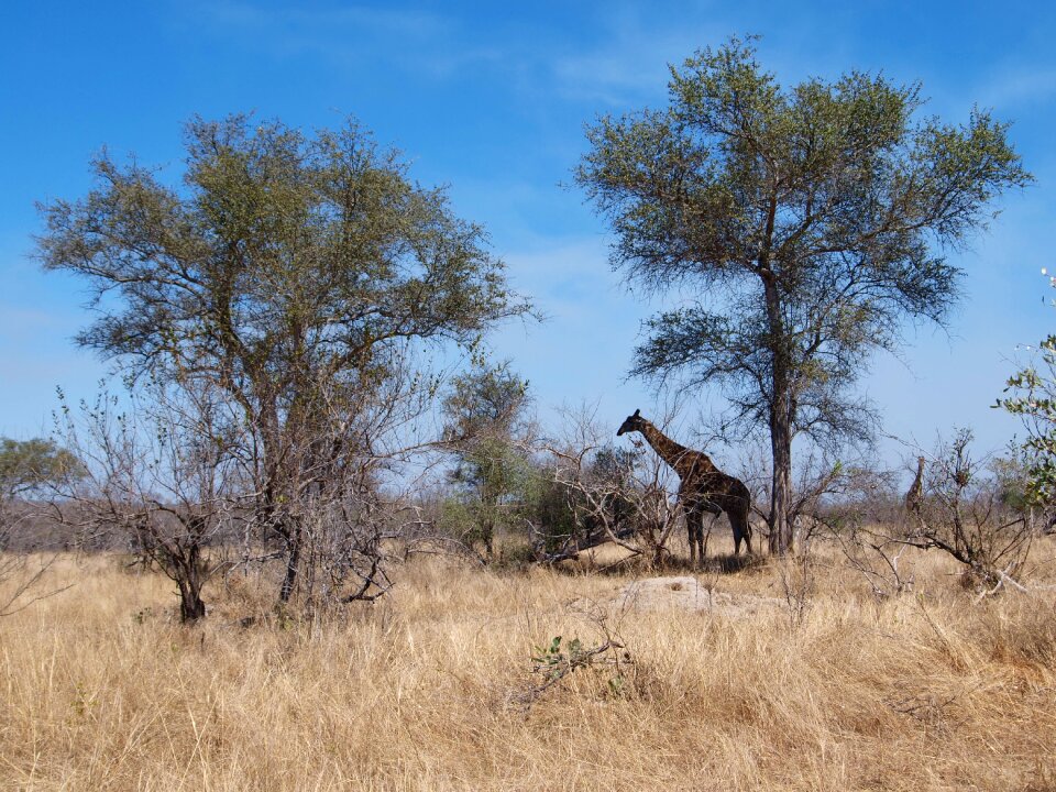 Safari national park nature