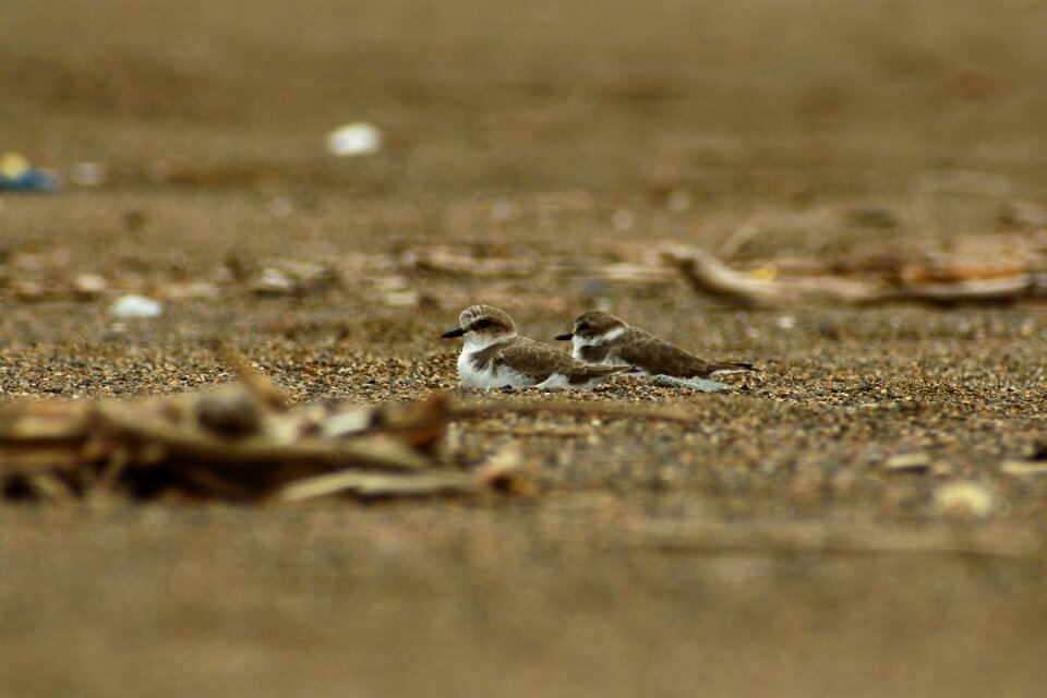 Wild birds little bird the department of