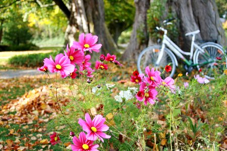 The delicacy bike romance photo