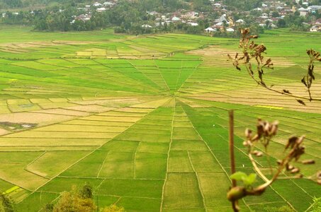 Rice indonesia