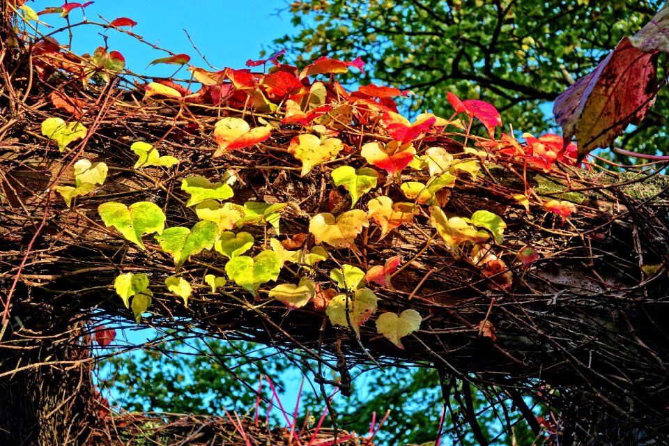Leaves frame autumn colors