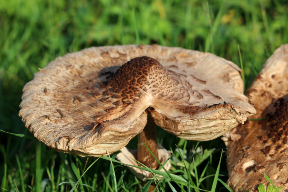 Brown autumn brown mushroom