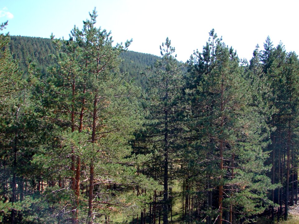 Nature forest tree