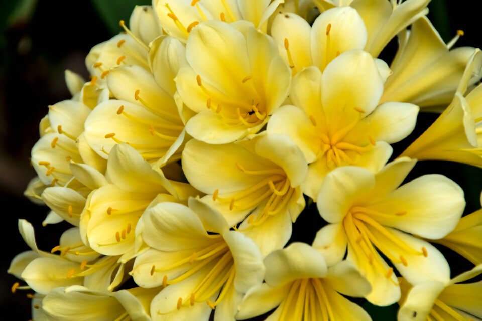 Flower floral bloom
