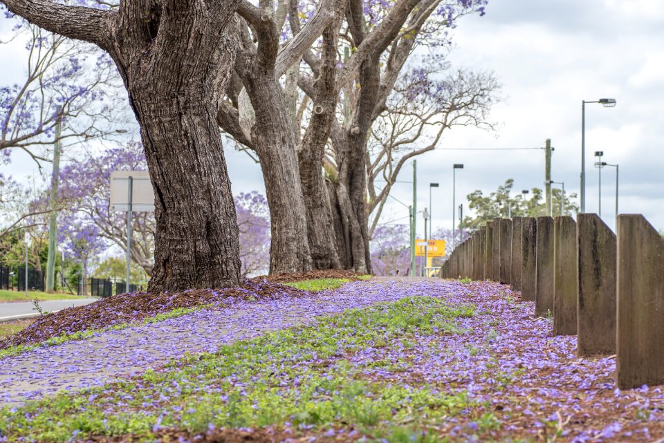 Tree nature blooming
