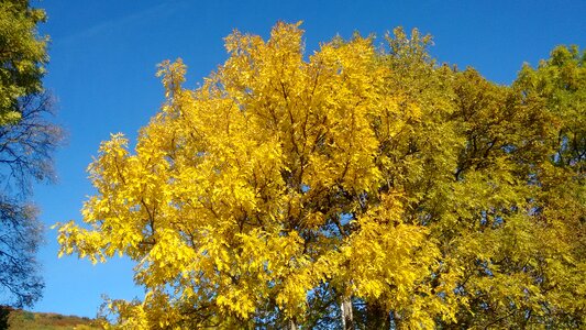 Autumn forest golden october autumn day photo