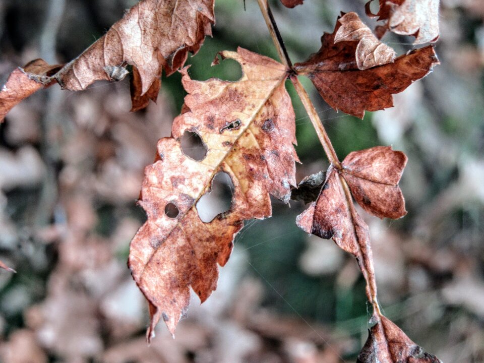 Leaf dry fall leaves photo