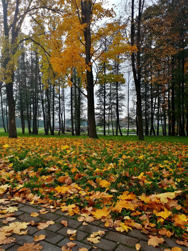 Autumn leaves autumn leaves