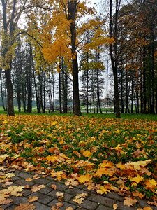 Autumn leaves autumn leaves