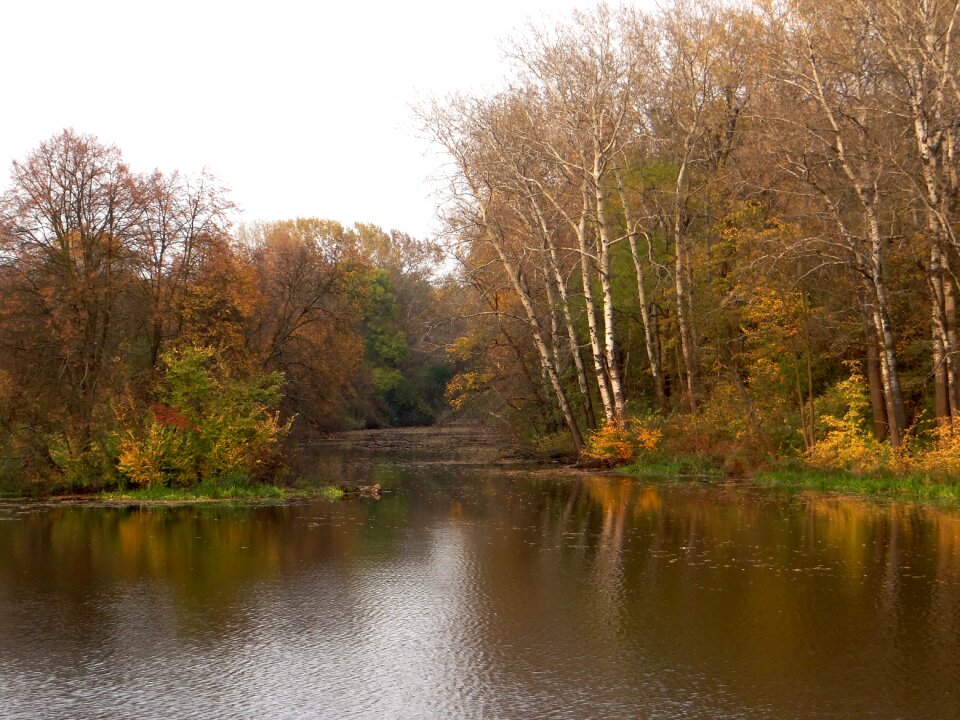 Reflection colors yellow leaves