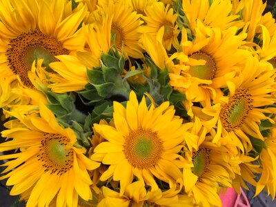 Flowers orange sunflower photo