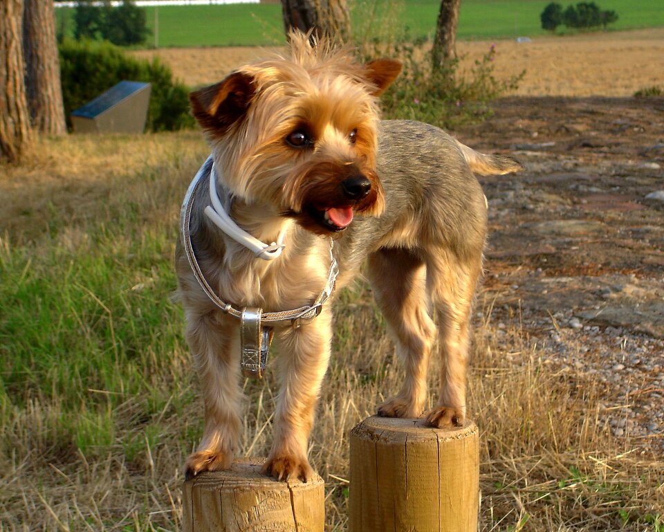 Small breed dog look