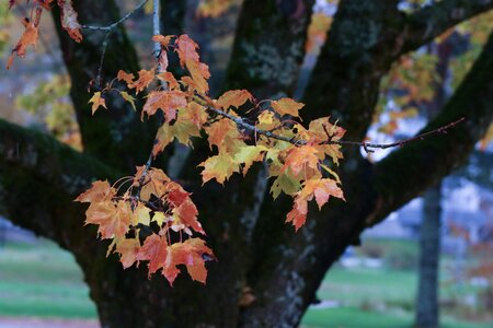 Tree nature