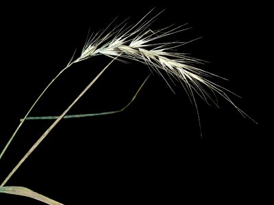 Grass native grain