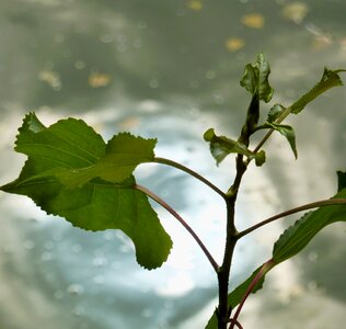 Golden autumn nature leaf photo