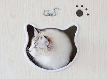 Cat animal pets