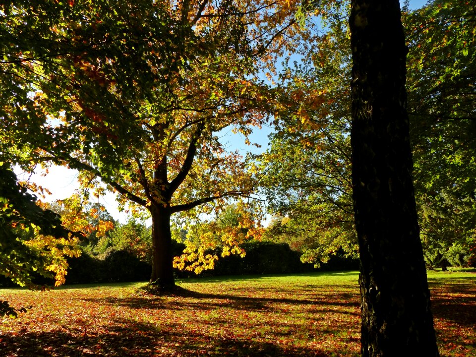 Golden october golden autumn golden photo