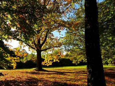 Golden october golden autumn golden