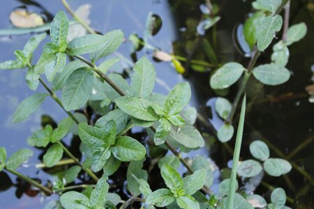 Pond green aquatic plant