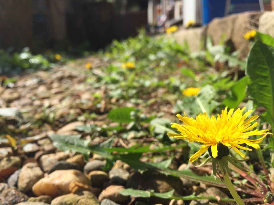 Flowers dandelion plants