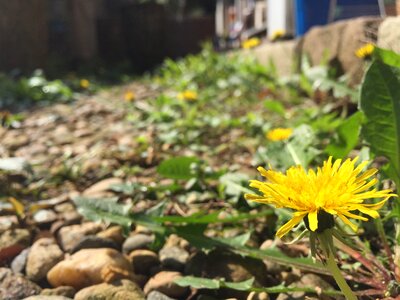 Flowers dandelion plants