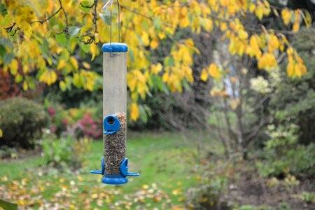 For the birds birds fatten