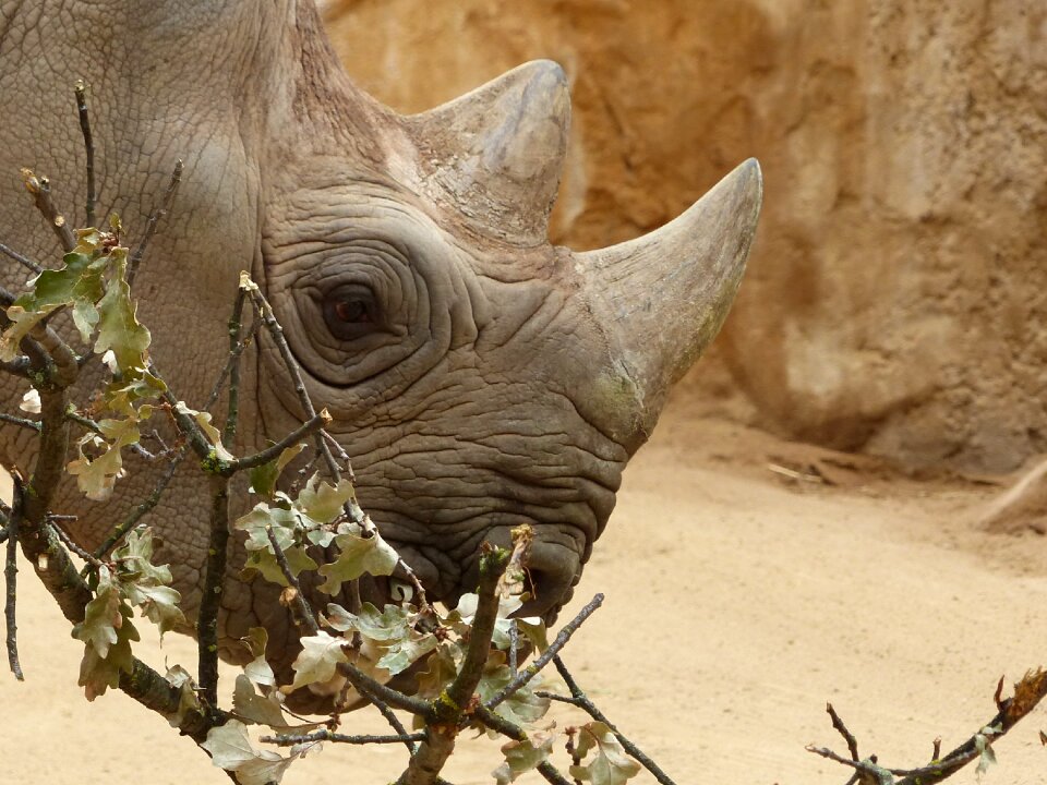 Red list mammal rhino