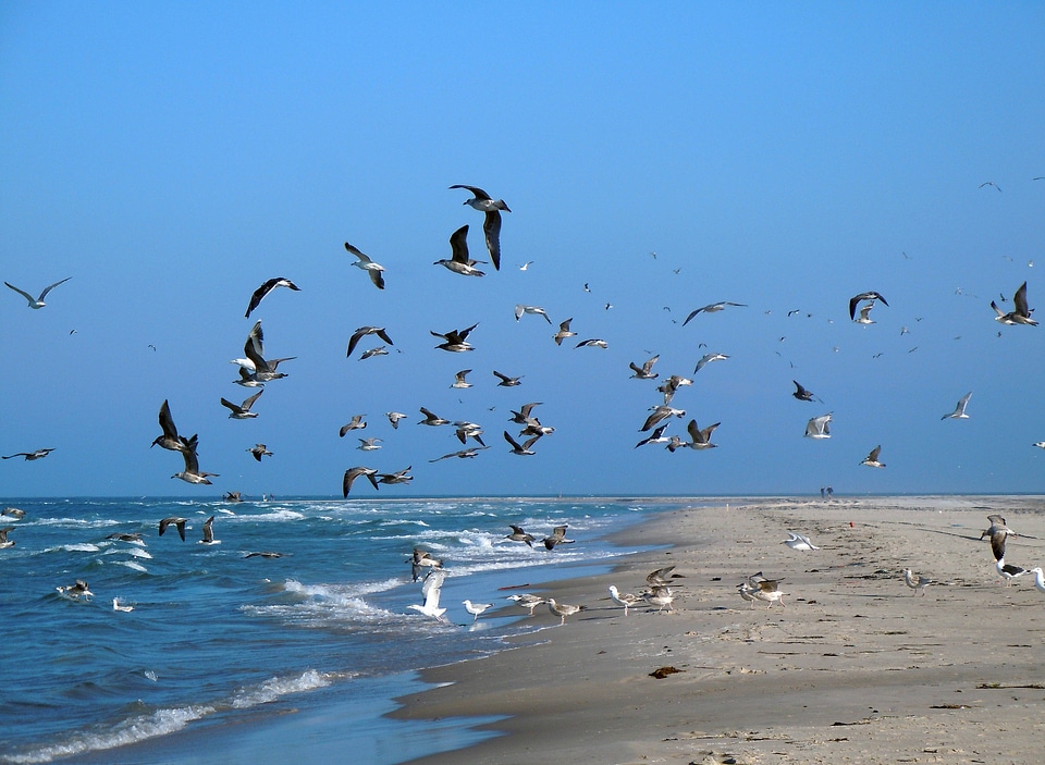 Sea flock of birds birds photo