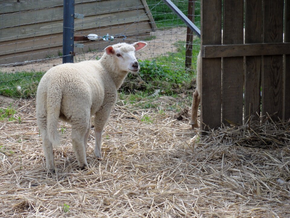 Sheep ovine Free photos