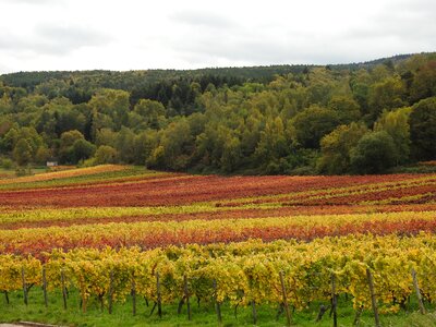 Golden autumn vine fall color photo