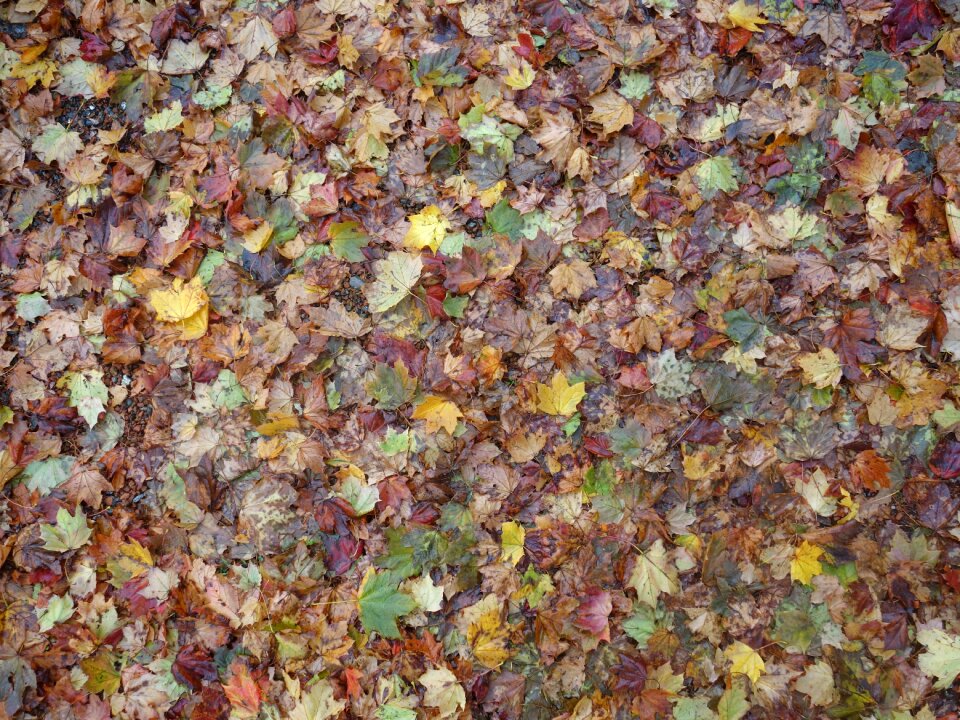 Moist autumn nature