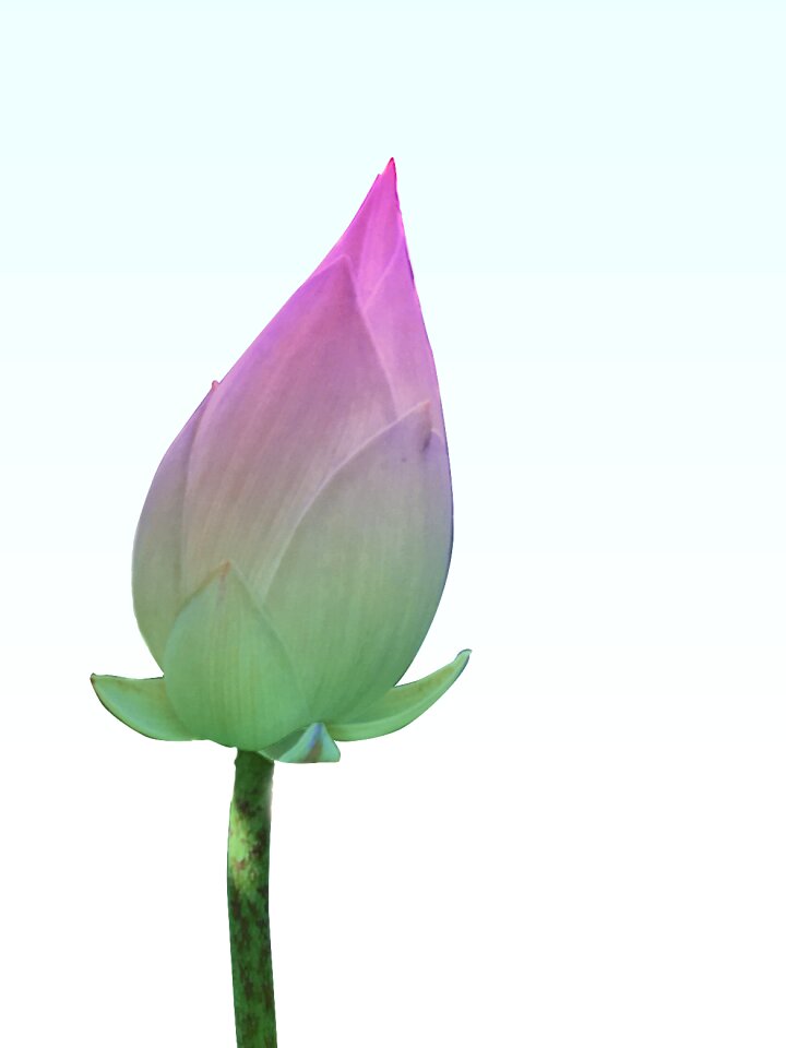 Pink green background