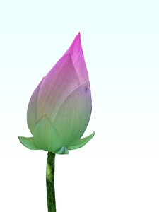 Pink green background