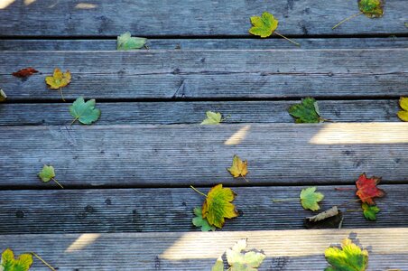 Nature transience wood