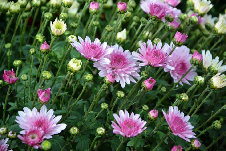 Color pink flowers in the wind garden