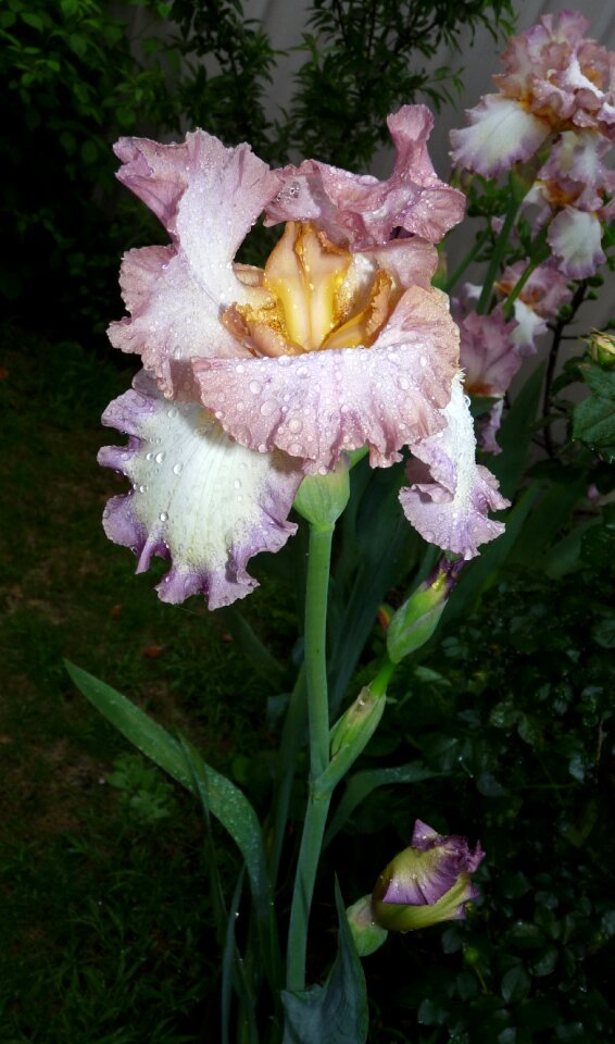 Plant garden nature