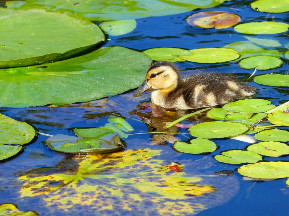 Nature animal wild