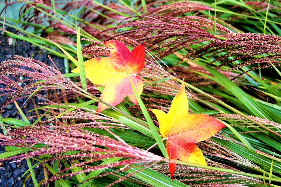 Autumn foliage park