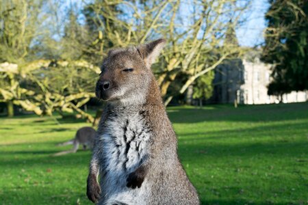 Nature head zoo