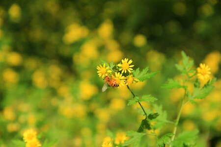 Chrysanthemum yellow bee