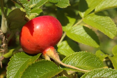 Berry nature red