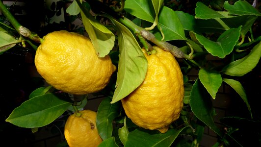 Fruit garden nature