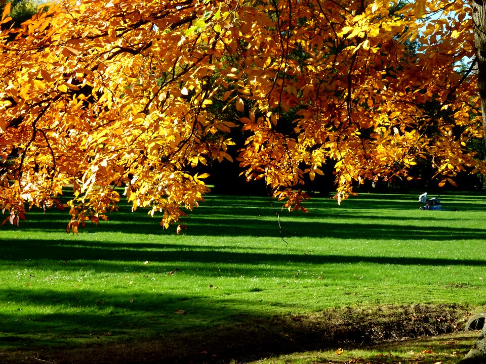 Leaves landscape emerge