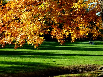 Leaves landscape emerge