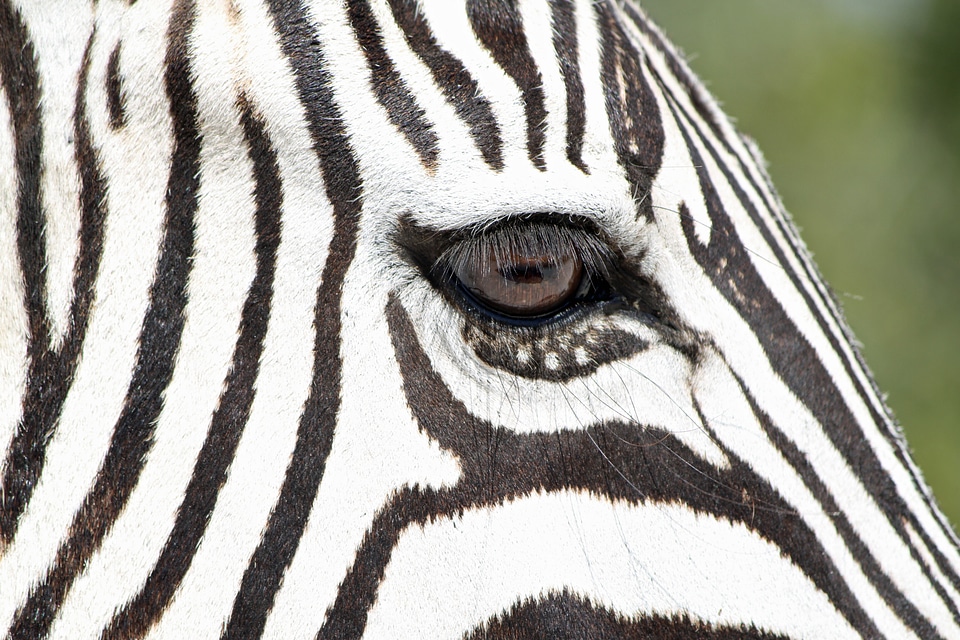 Namibia safari africa