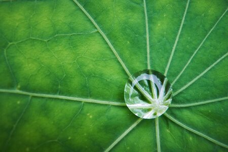Nasturtium drop dew
