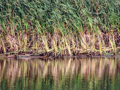 Pond feel nature green