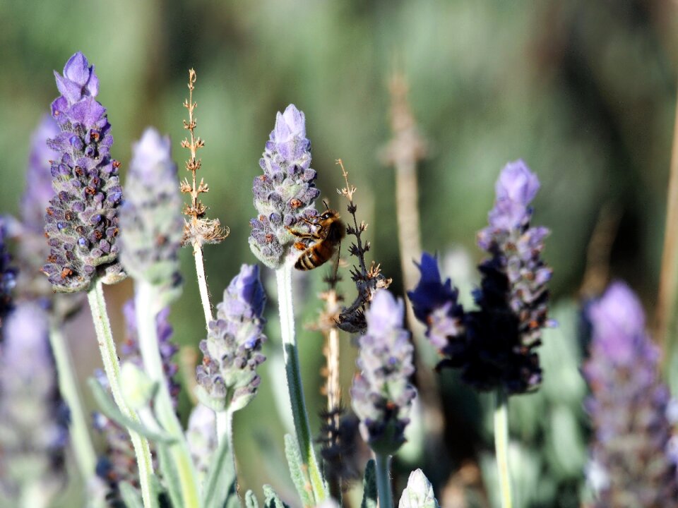 Bee plant