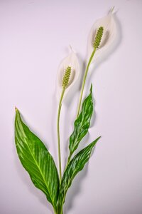 Lily bloom botany photo